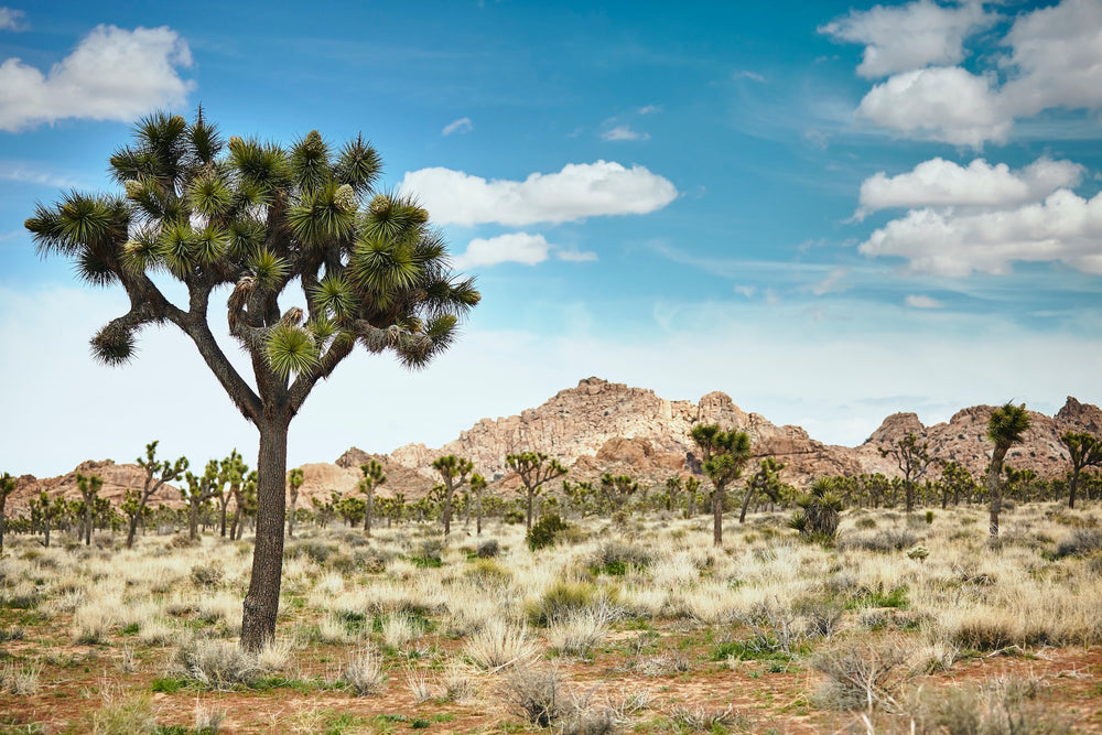 Mojave Desert Preservation: Story Behind Stasher's Mojave Collection